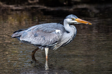 While fishing in the moving water a grey heron, Ardea cinerea successfully caught a fish.