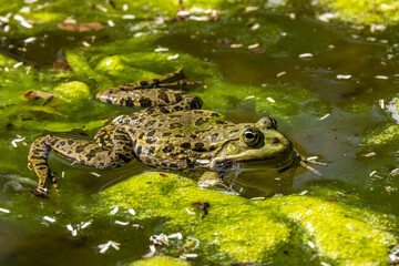Common frog, Rana temporaria, single reptile croaking in water