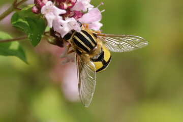Hélophile à bandes grises (Helophilus trivittatus)
