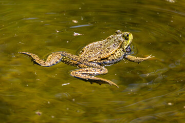 Common frog, Rana temporaria, single reptile croaking in water