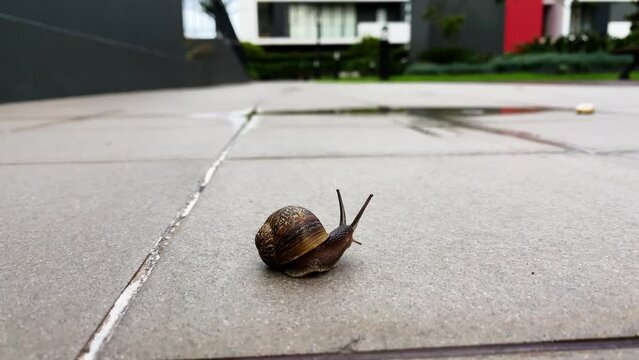 Shy Snail scaring into shell