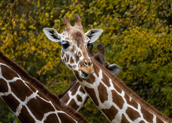The giraffe, Giraffa camelopardalis is an African mammal