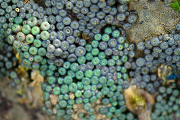 Sea creatures form on rocks along the shoreline.