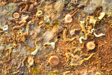 Fototapeta Sea creatures form on rocks along the shoreline. obraz