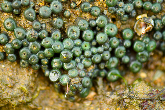 Sea creatures form on rocks along the shoreline.