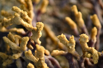 Sea creatures form on rocks along the shoreline. - obrazy, fototapety, plakaty