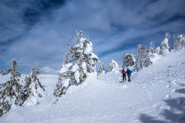 Ciucas mountains in winter, Romanian Carpathians. Fir trees and junipers full of frozen snow. There are hikers in the image.