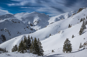 Fototapeta na wymiar Ciucas mountains in winter, Romanian Carpathians. Fir trees and junipers full of frozen snow. 