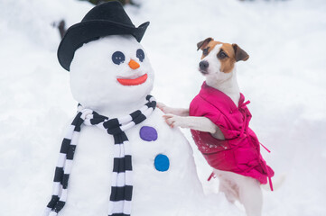 Jack Russell Terrier dog making a snowman. Winter fun.