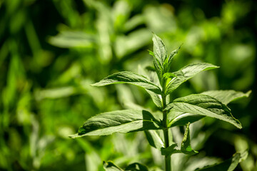 Fototapeta na wymiar Mint leaves close up. Growing peppermint bushes, ingredient and spice for food and drinks. Refreshing smell.