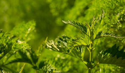 Nettle leaves close-up. Medicinal plant.