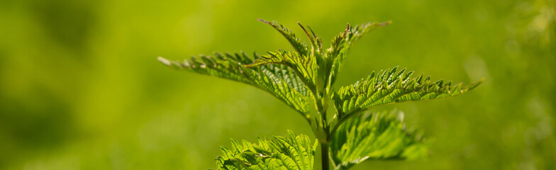 Fototapeta na wymiar Nettle leaves close-up. Medicinal plant.