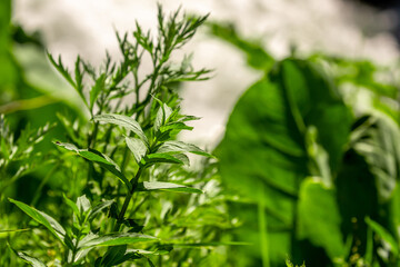 Obraz premium Mint leaves close up. Growing peppermint bushes, ingredient and spice for food and drinks. Refreshing smell.