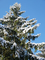 Pine trees in winter time