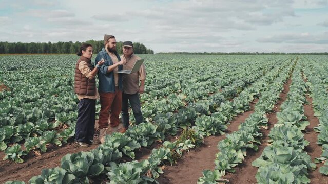 Group of three modern farm workers standing together on cabbage farm field looking at laptop screen and discussing plans for future, slow motion shot
