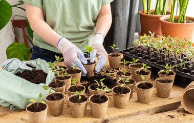 Young green seedlings of tomato in a special plastic form on a wooden background , woman gardener...