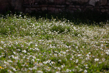 Daisies in evening light