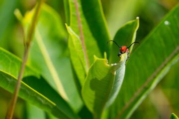 Ladybug on Leaf