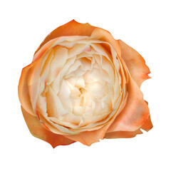 Orange blooming rose kahala on isolated white background.