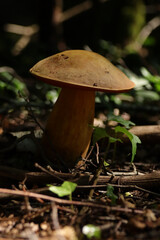 Bolet à pied rouge (Boletus erythropus)