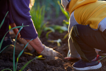 Grandmother and grandson are planting onions in the vegetable garden at sunset. Spring work. High...