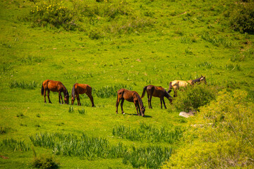 Fototapeta na wymiar Horse and newborn foal on the background of mountains, a herd of horses graze in a meadow in summer and spring, the concept of cattle breeding, with place for text.