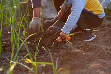 Grandmother and grandson are planting onions in the vegetable garden at sunset. Spring work. High...