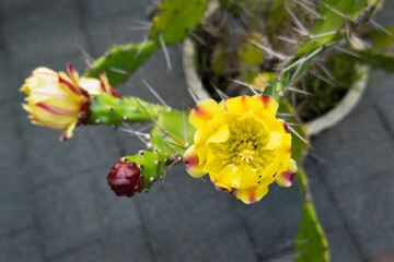 Beautiful blooming yellow cactus flower in pot at backyard. High angle view.