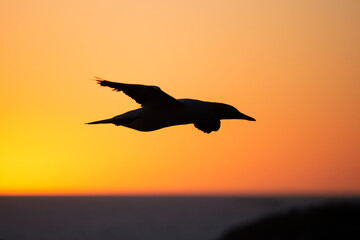 Fototapeta na wymiar Silhouette image of a gannet bird in flight at sunset
