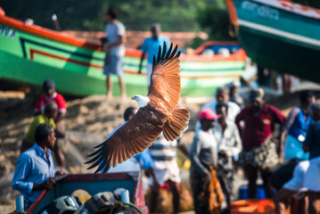 Naklejka premium Lesser Fish Eagle (Haliaeetus Humilis), Kappil Beach, Varkala, Kerala, India