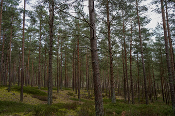 Lush undergrowth in a pine tree forest 