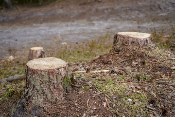 Close up of freshly cut down tree stumps in a forest 