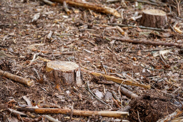 Close up of freshly cut down tree stumps in a forest 