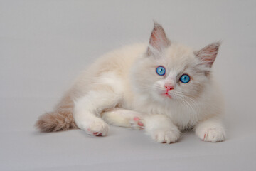 ラグドールの子猫　青い目