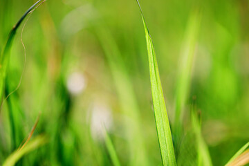 Nature green grass with bokeh background..