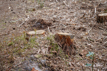 Close up of freshly cut down tree stumps in a forest 