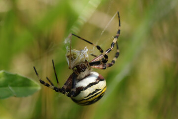 Argiope frelon --- Argiope fasciée (Argiope bruennichi)
