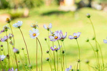 Close-up Pink Sulfur Cosmos flowers blooming on garden plant in green background
