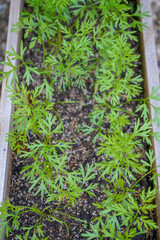 Close up of carrot seedlings growing 