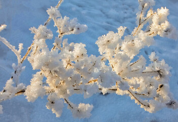 Frost covered with dried weeds in the sunlight