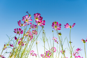 Obraz na płótnie Canvas Close-up Pink Sulfur Cosmos flowers blooming on garden plant in blue sky background