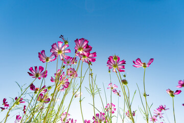 Royalty high quality free stock image. Close-up Pink Sulfur Cosmos flowers blooming on garden plant in blue sky background