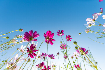 Close-up Pink Sulfur Cosmos flowers blooming on garden plant in blue sky background