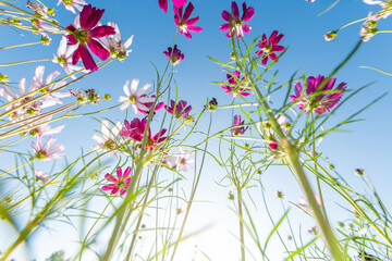 Close-up Pink Sulfur Cosmos flowers blooming on garden plant in blue sky background