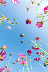 Close-up Pink Sulfur Cosmos flowers blooming on garden plant on blue background
