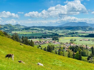 Fototapeta na wymiar Frühlings Blick über satte Weiden mit Kühen in Richtung Allgäuer Alpenmassiv und beeindruckendem Wolkenhimmel