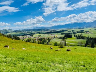 Frühlings Blick über satte Weiden mit Kühen in Richtung Allgäuer Alpenmassiv.