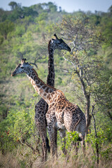 Two Giraffes crossing necks in the Serengeti 