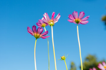 Close-up Pink Sulfur Cosmos flowers blooming on garden plant on blue background
