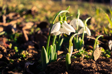 Blooming snowdrops in the garden in February